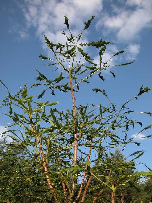 Flikbladet hestekastanje (Aesculus 'Laciniata')